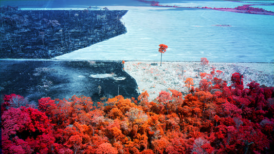 Amazon Rainforest by Richard Mosse