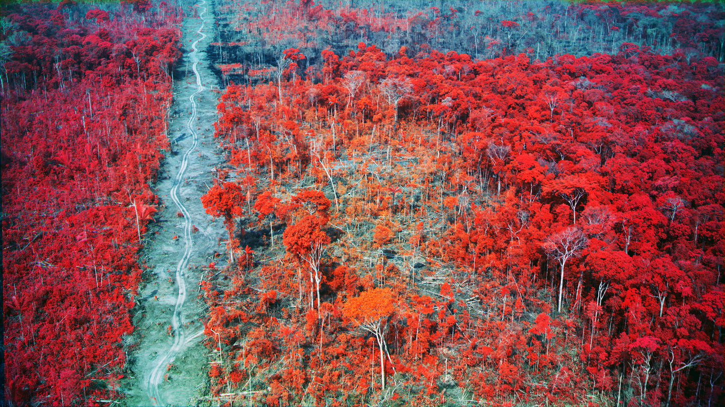 Amazon Rainforest by Richard Mosse