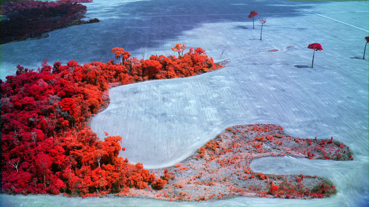 Amazon Rainforest by Richard Mosse