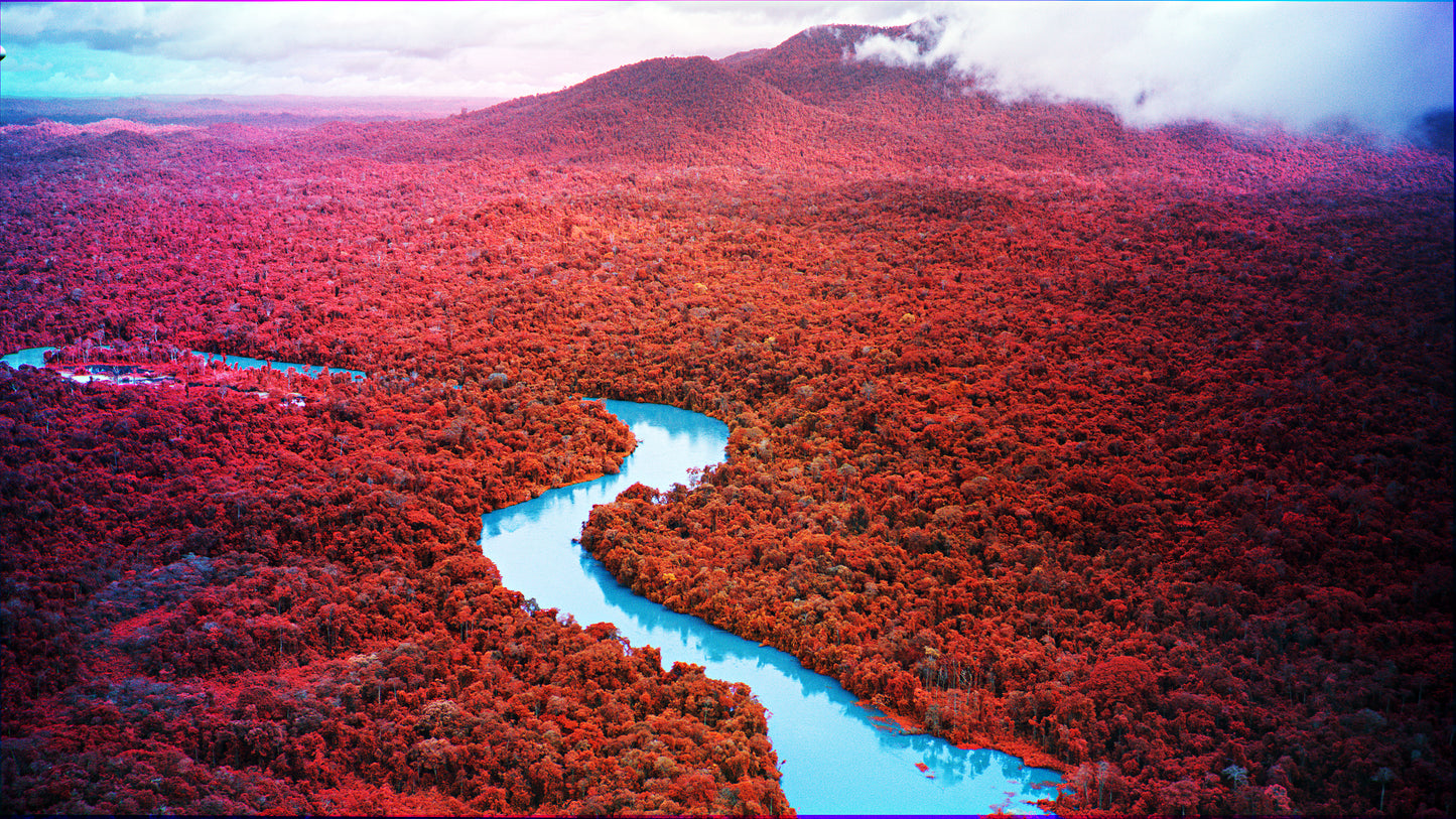 Amazon Rainforest by Richard Mosse