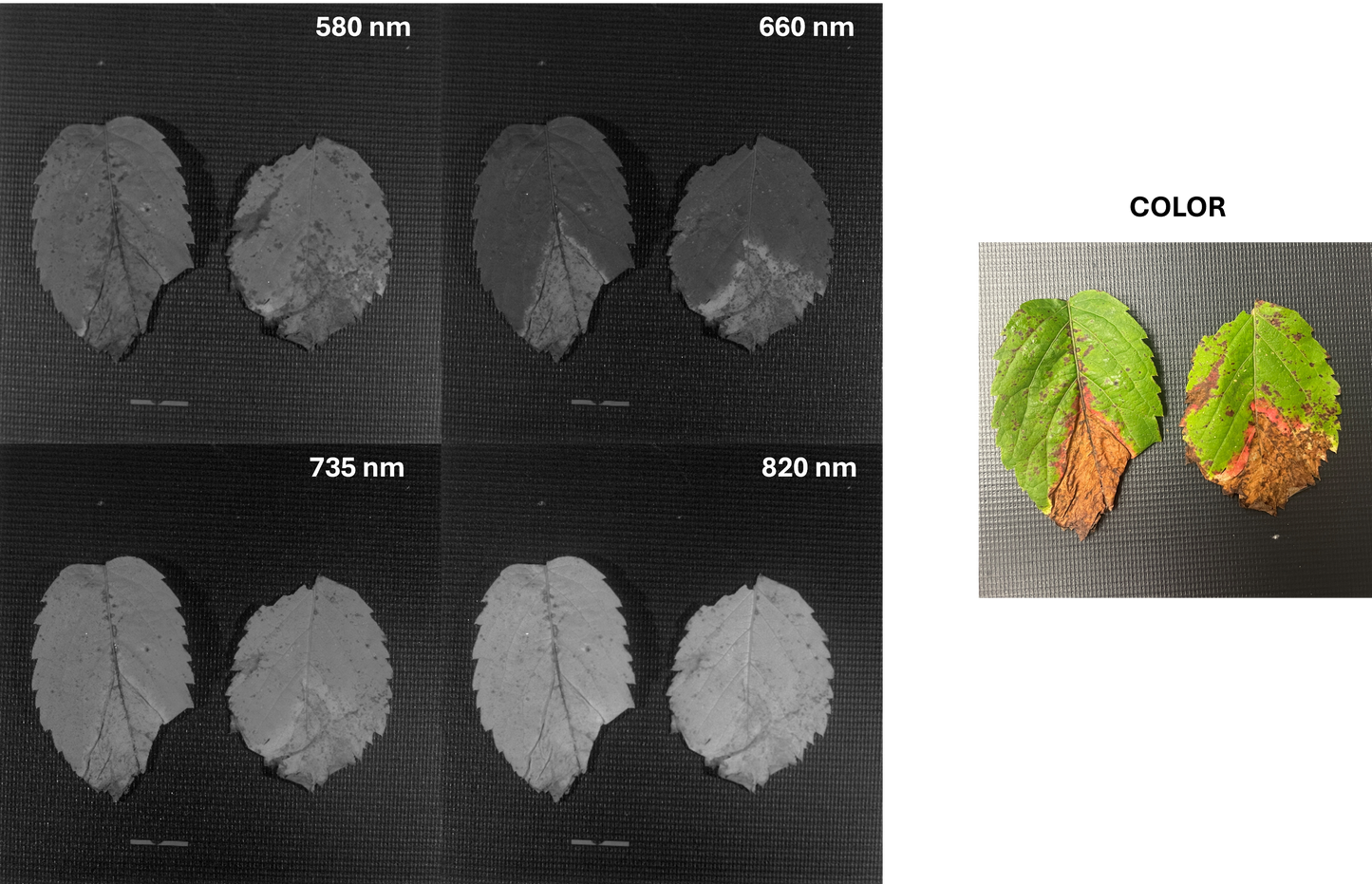 Vegetation Imaging - AGRI