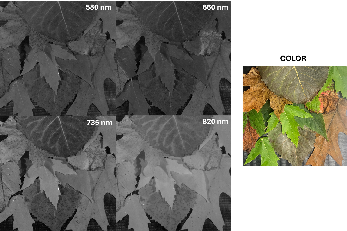 Vegetation Imaging - AGRI