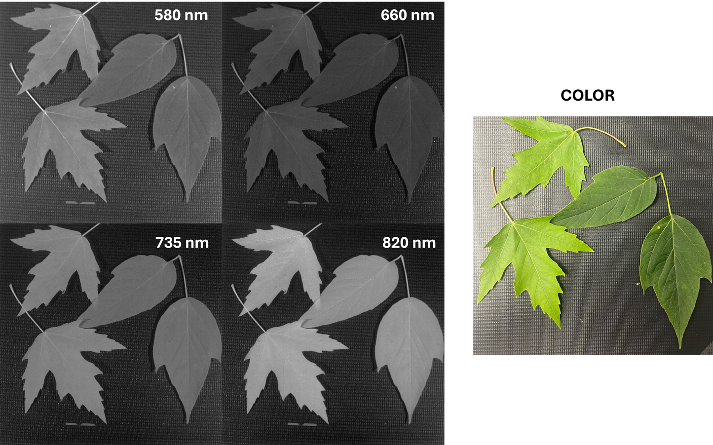 Vegetation Imaging - AGRI