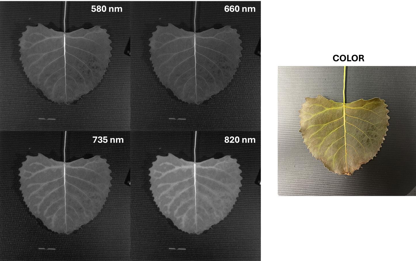 Vegetation Imaging - AGRI