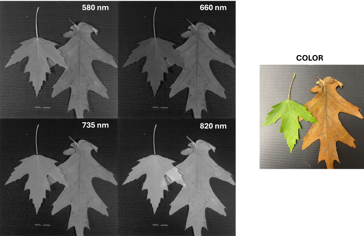 Vegetation Imaging - AGRI